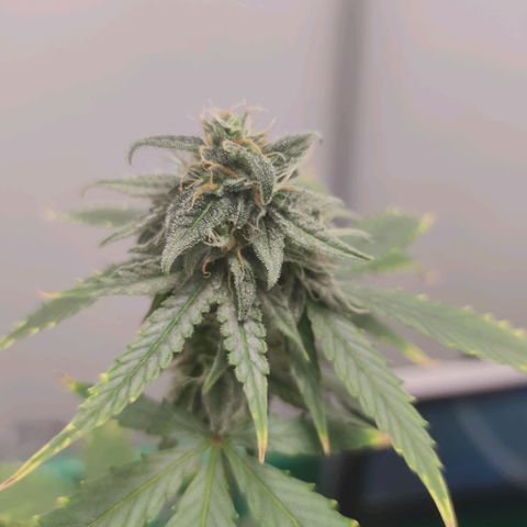 F1 Titan growlog timeline photo