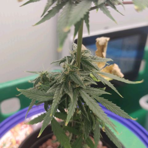 F1 Titan growlog timeline photo