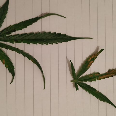 Cheese XXL de TNT growlog timeline photo