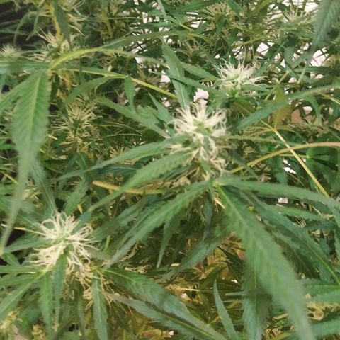 Jack Herer growlog timeline photo