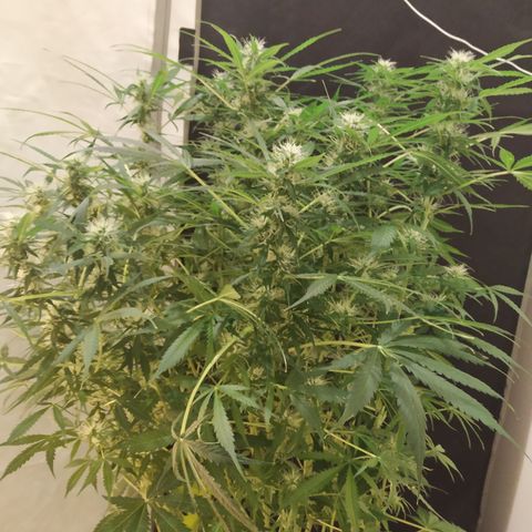 Jack Herer growlog timeline photo