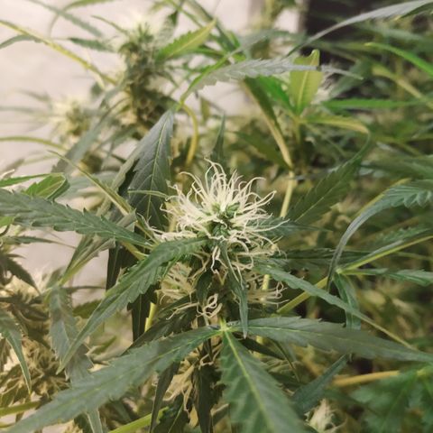 Jack Herer growlog timeline photo
