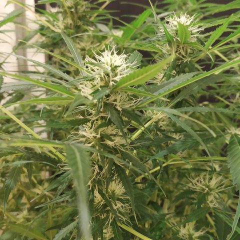 Jack Herer growlog timeline photo