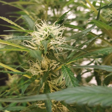 Jack Herer growlog timeline photo