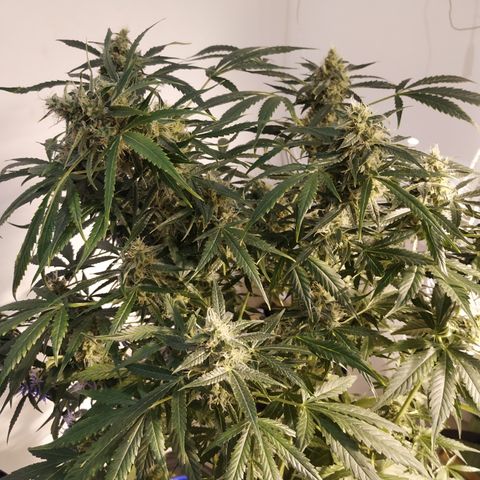 Somango growlog timeline photo