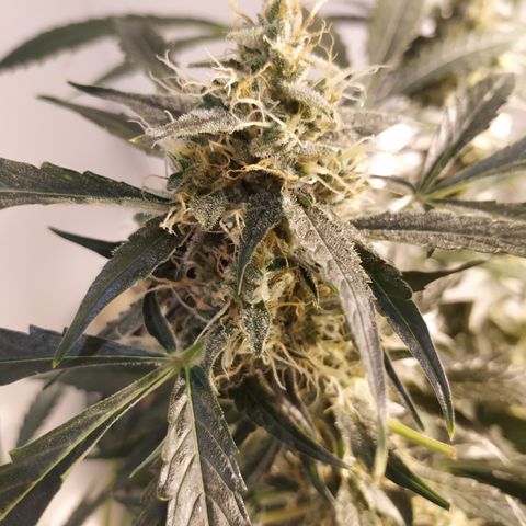 Somango growlog timeline photo