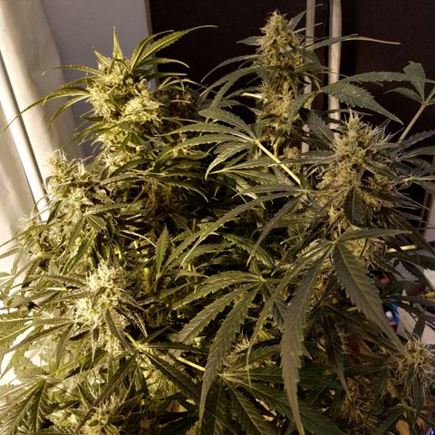 Somango growlog timeline photo