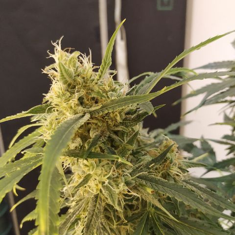 Somango growlog timeline photo