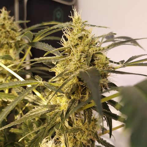 Somango growlog timeline photo