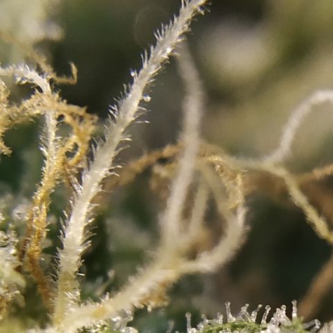 Somango growlog timeline photo