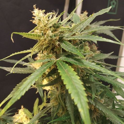 Somango growlog timeline photo