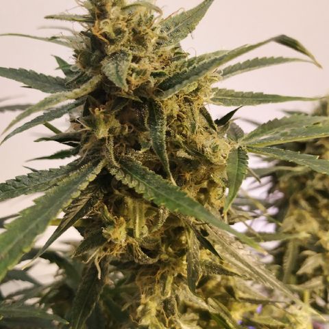 Somango growlog timeline photo