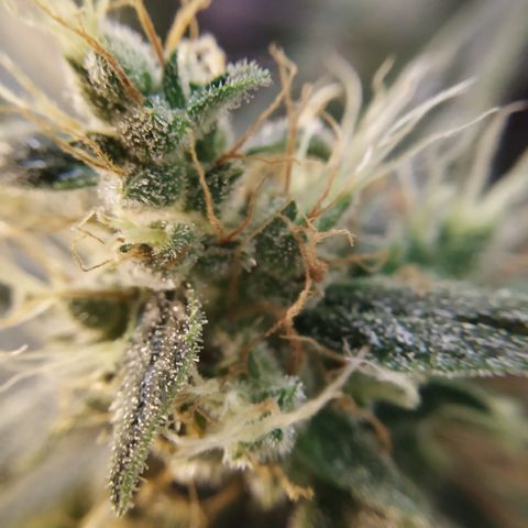Somango growlog timeline photo