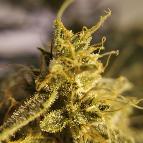 Somango growlog timeline photo
