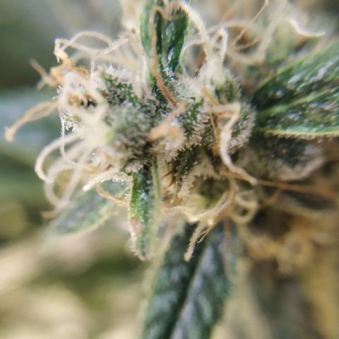Somango growlog timeline photo