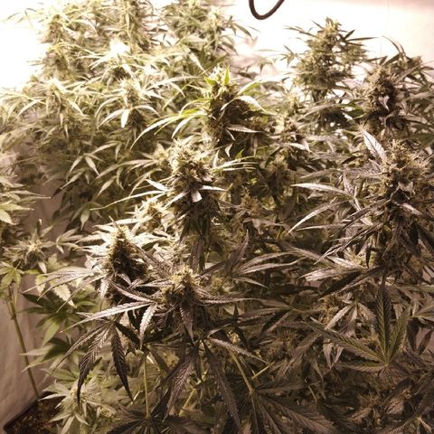 Somango growlog timeline photo