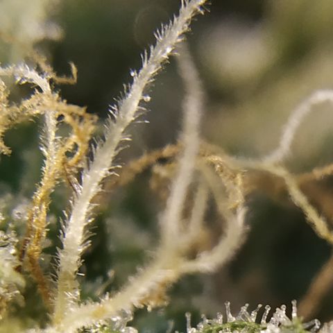 Somango growlog timeline photo