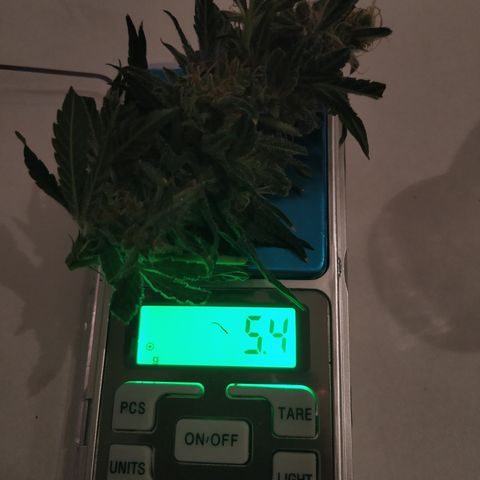 Cheese XXL de TNT growlog photo: Cola con muchos tricomas blancos. Muy densa y muy húmeda.