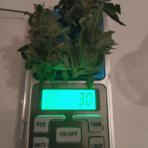Cheese XXL de TNT growlog photo: Cola con muchos tricomas blancos. Muy densa y muy húmeda.