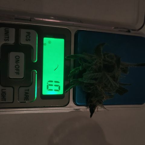 Cheese XXL de TNT growlog photo: Cola con muchos tricomas blancos. Muy densa y muy húmeda.