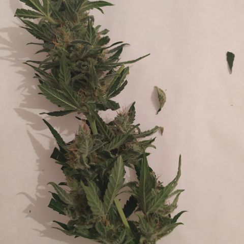 Cheese XXL de TNT growlog photo: Cola con muchos tricomas blancos. Muy densa y muy húmeda.