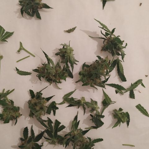 Cheese XXL de TNT growlog photo: Cola con muchos tricomas blancos. Muy densa y muy húmeda.