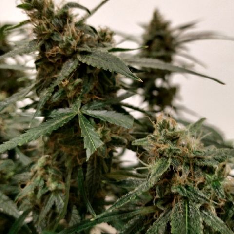 Somango growlog timeline photo