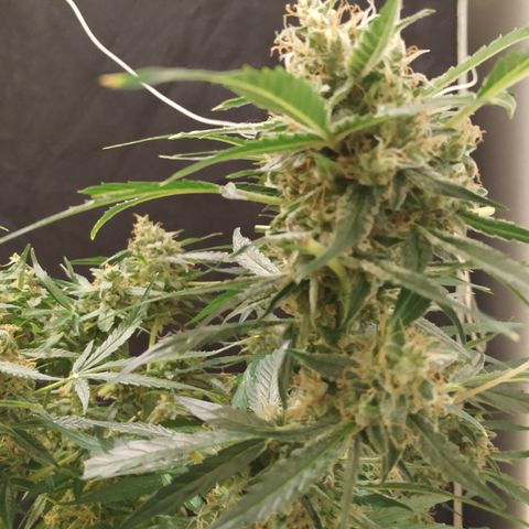 Somango growlog timeline photo