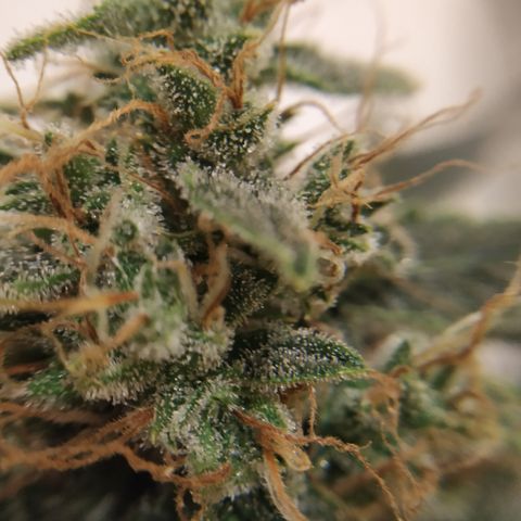 Somango growlog timeline photo