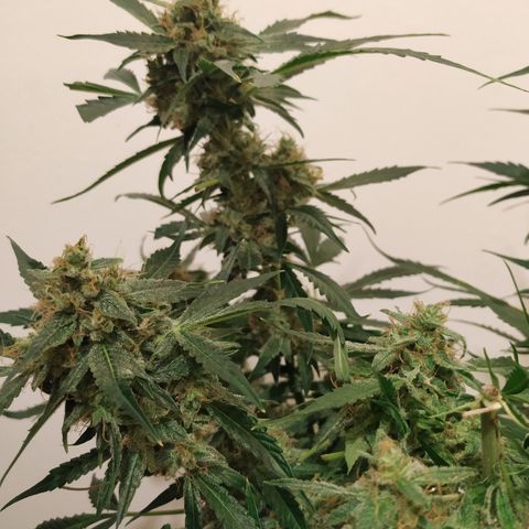 Somango growlog timeline photo
