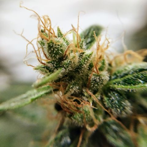 Somango growlog timeline photo