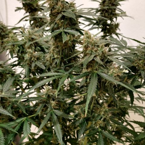 Somango growlog timeline photo