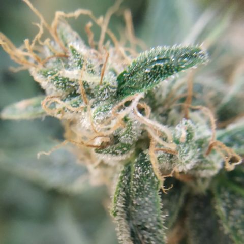 Somango growlog timeline photo