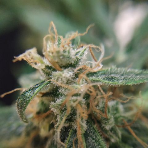 Somango growlog timeline photo