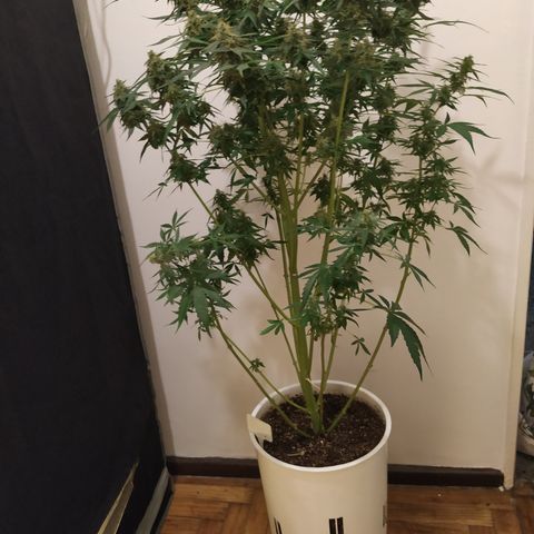 Somango growlog timeline photo