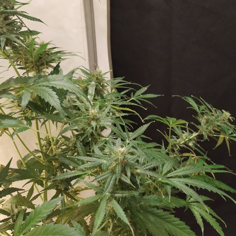 Cheese XXL de TNT growlog timeline photo