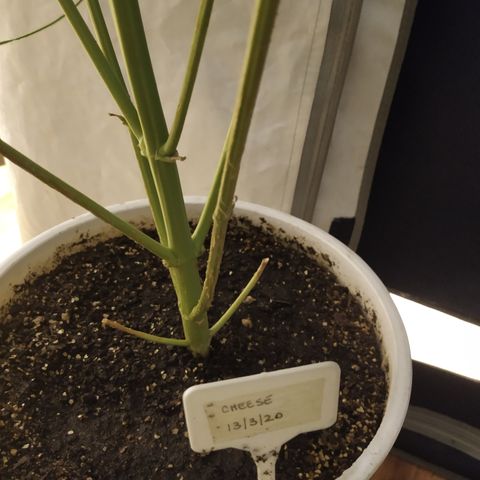 Cheese XXL de TNT growlog timeline photo