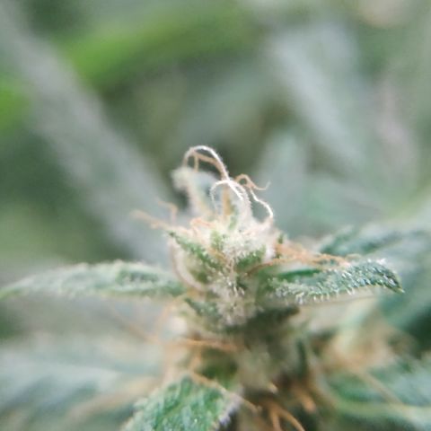 Cheese XXL de TNT growlog timeline photo