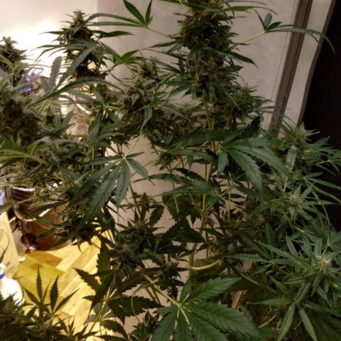 Cheese XXL de TNT growlog timeline photo