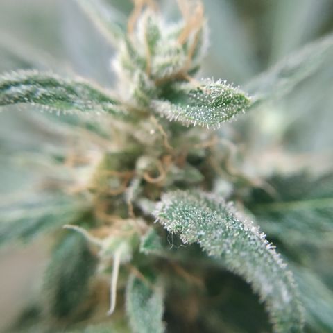 Cheese XXL de TNT growlog timeline photo