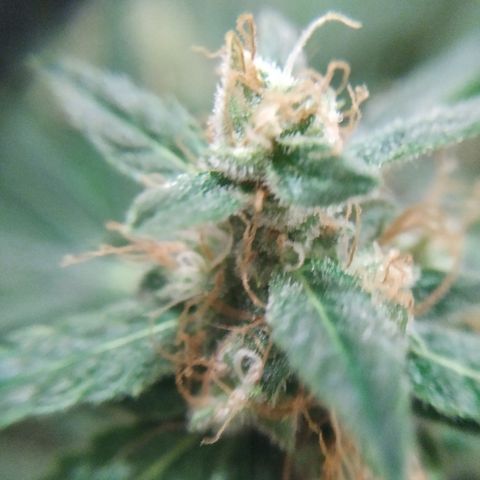 Cheese XXL de TNT growlog timeline photo