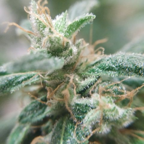 Cheese XXL de TNT growlog timeline photo