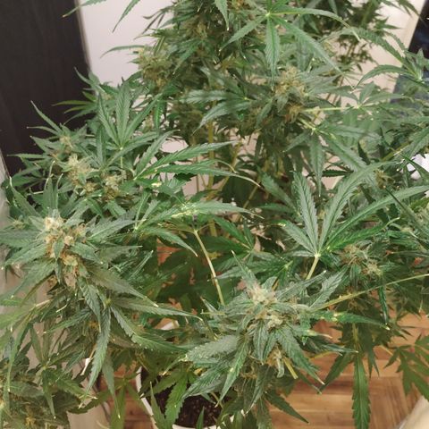 Cheese XXL de TNT growlog timeline photo