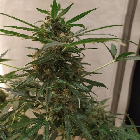 Cheese XXL de TNT growlog timeline photo