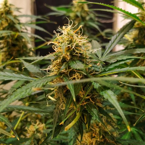 Jack Herer growlog timeline photo