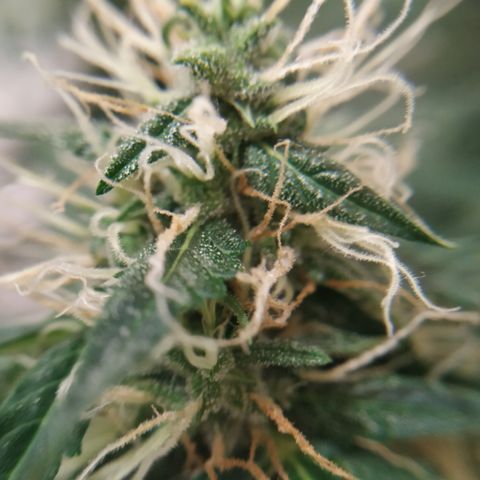 Jack Herer growlog timeline photo