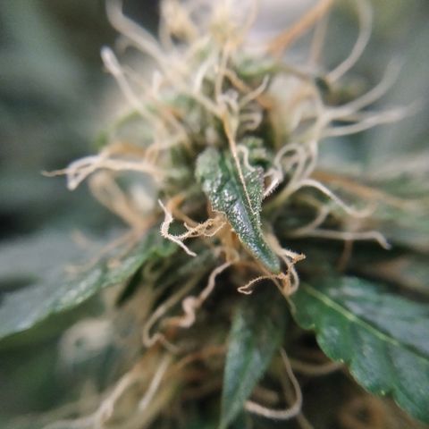Jack Herer growlog timeline photo