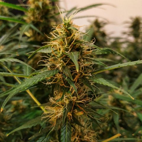 Jack Herer growlog timeline photo
