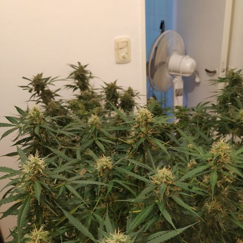 Jack Herer growlog timeline photo