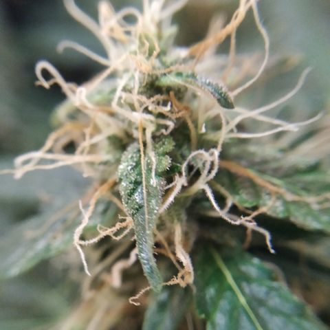 Jack Herer growlog timeline photo